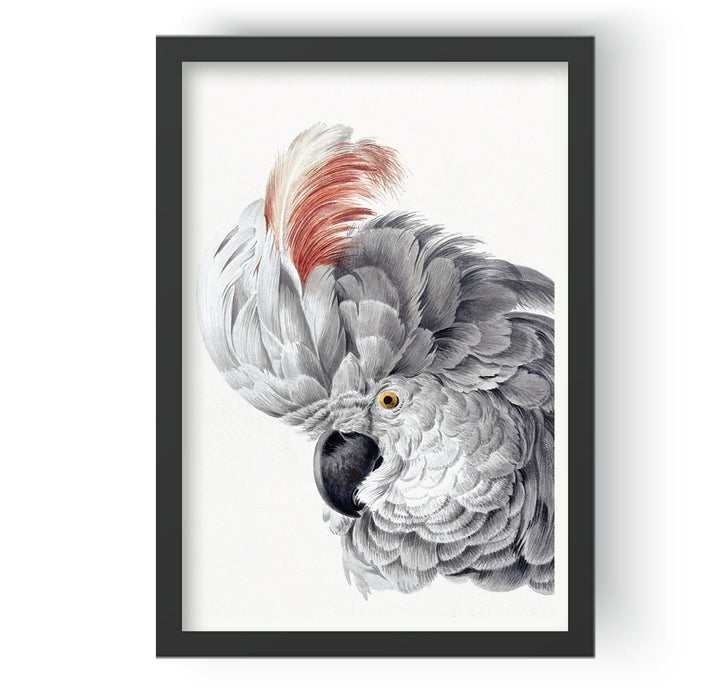 The White Parrot