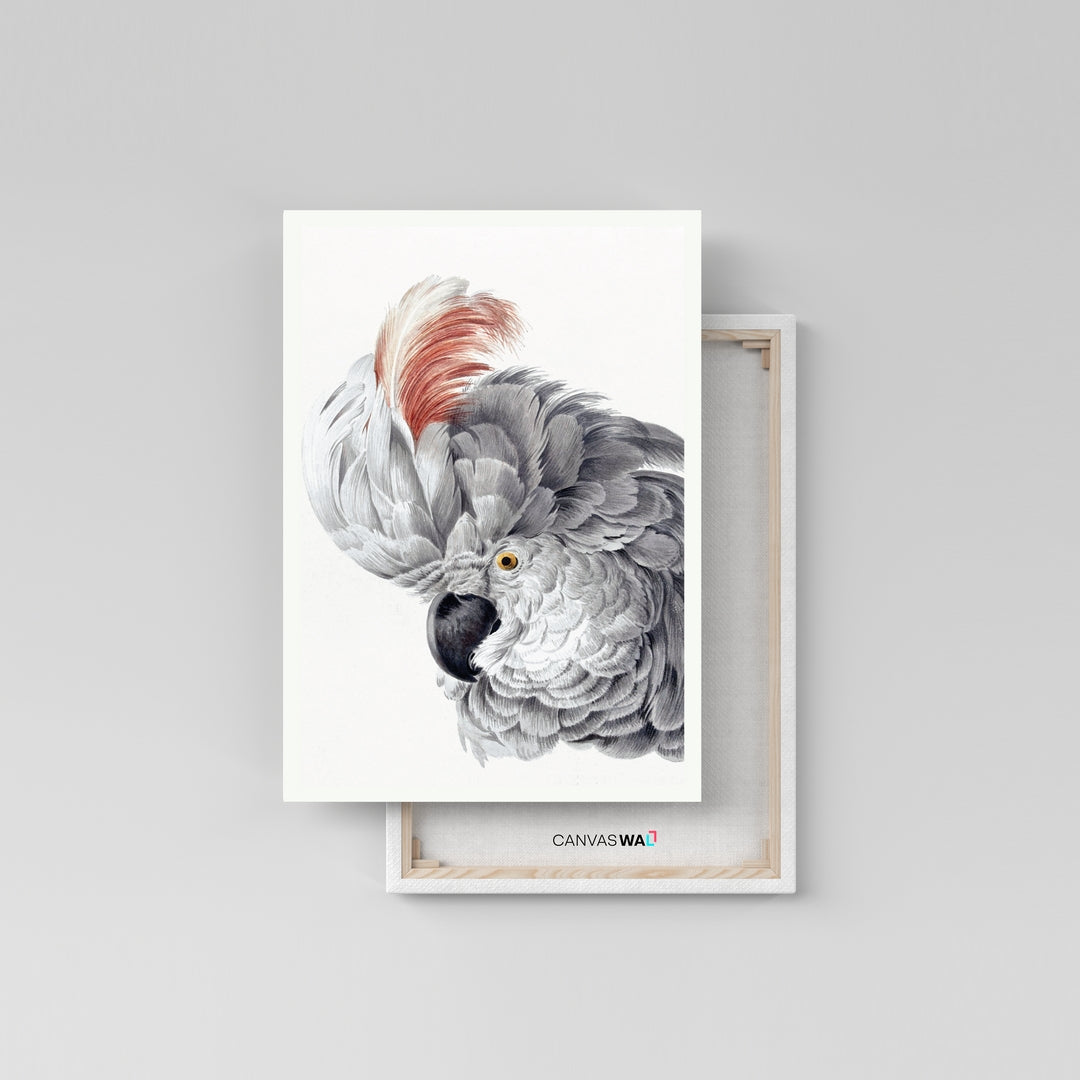 The White Parrot