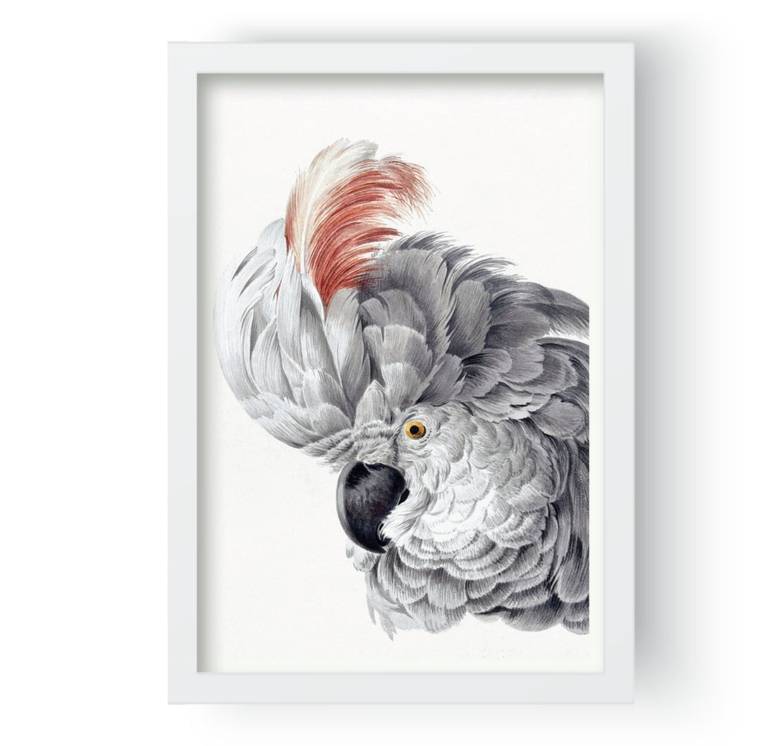 The White Parrot